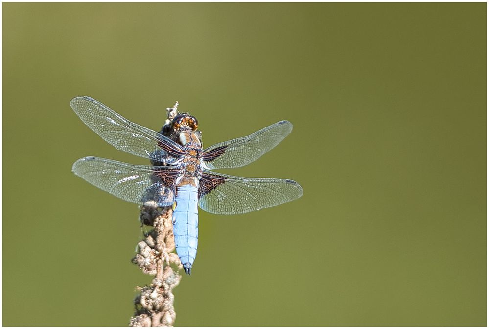 noch eine Libelle