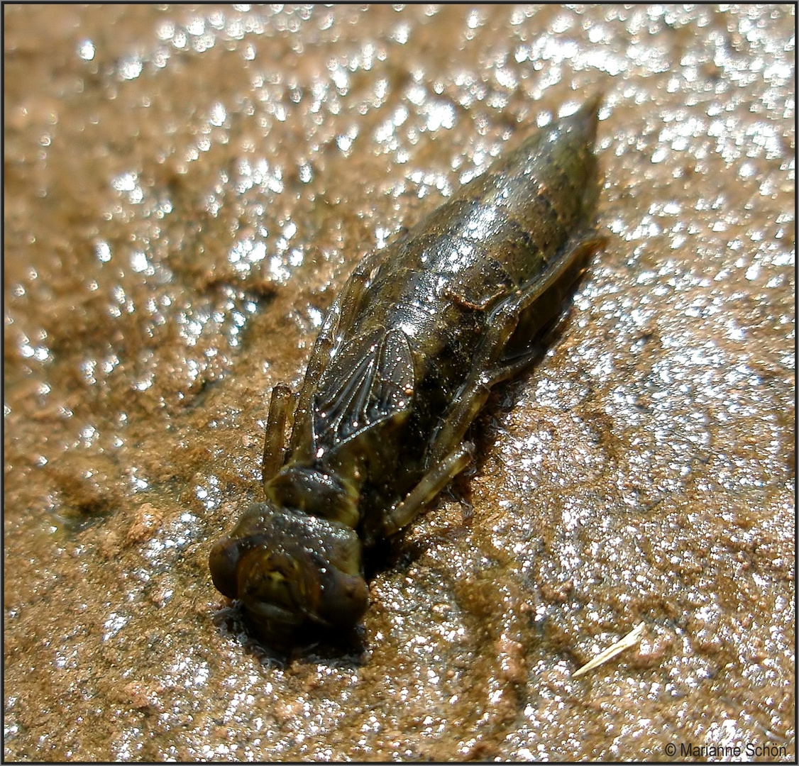 Noch eine Libellenlarve die sich im Schlamm an unserem kleinen Waldbiotop bewegte... 