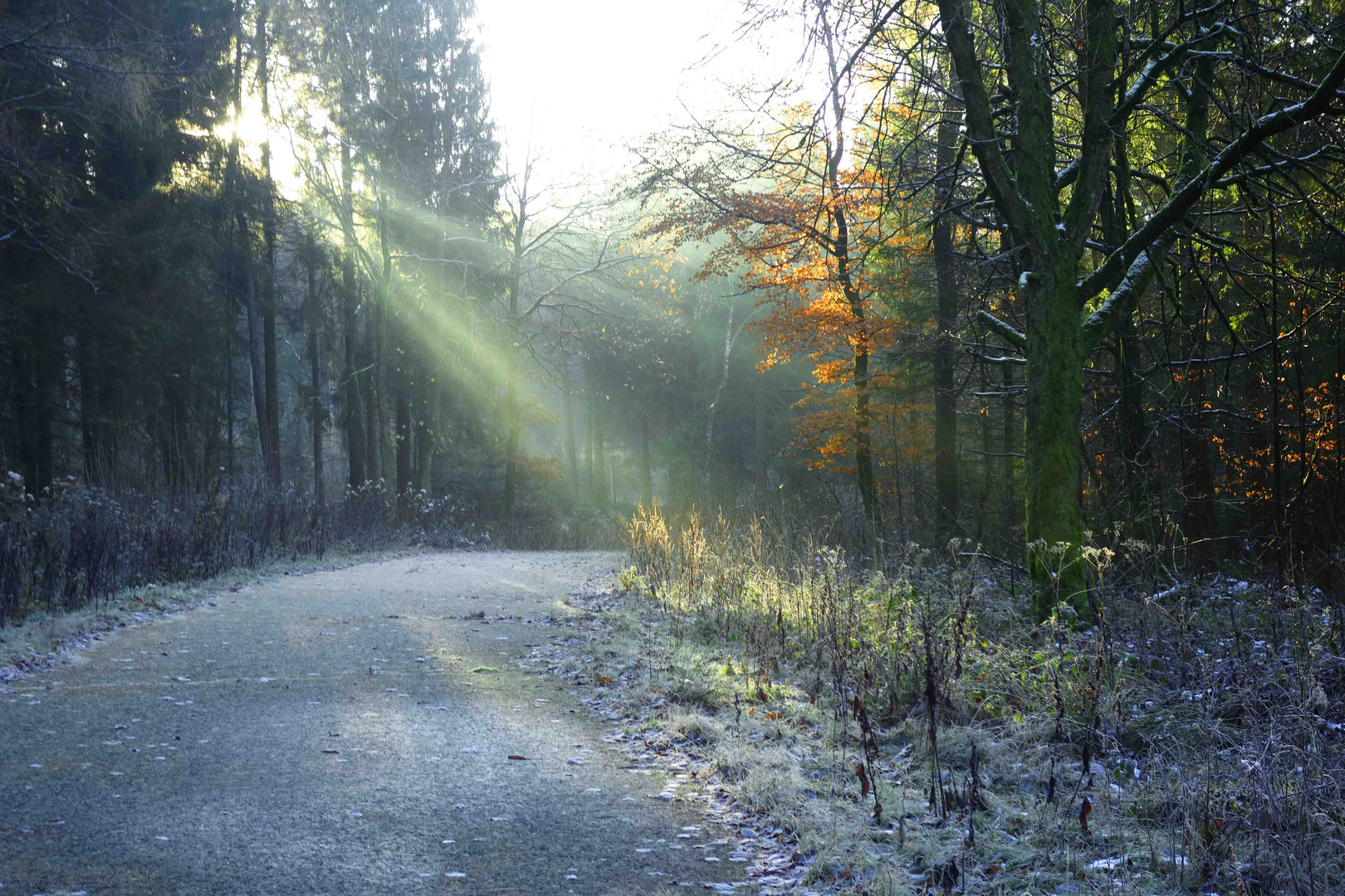 noch eine Lichtdusche bei Sonnenaufgang im Nebelwald