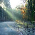 noch eine Lichtdusche bei Sonnenaufgang im Nebelwald