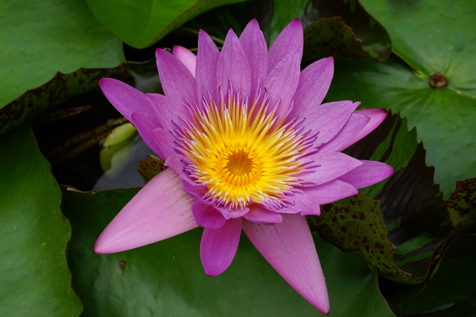Noch eine Lotusblüte