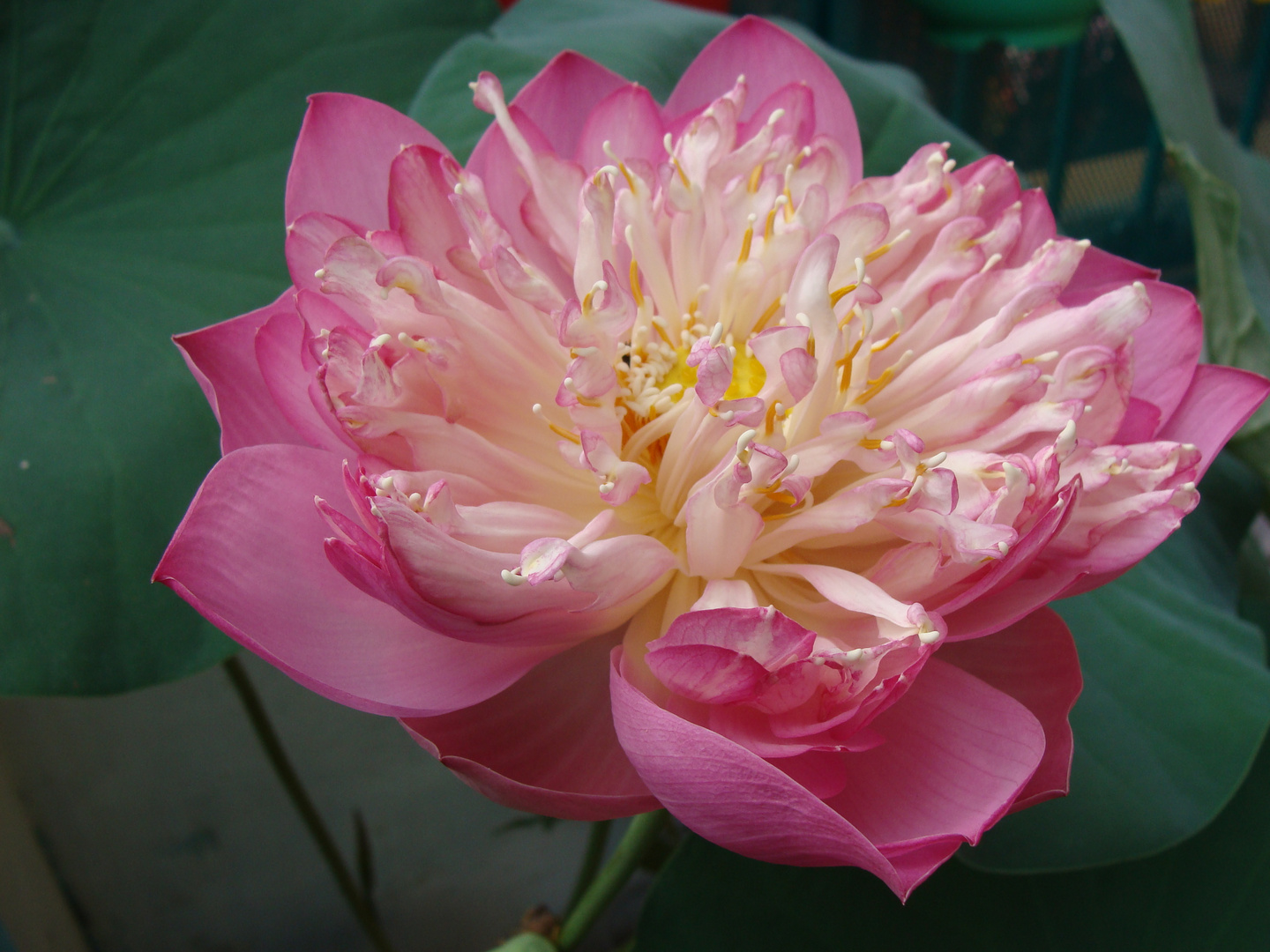 noch eine Lotusblüte in Saigon,Vietnam