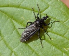 Noch eine Märzfliege (Bibio marci) im heimischen Garten
