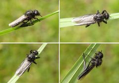 Noch eine Märzfliege (Bibio marci) im heimischen Garten