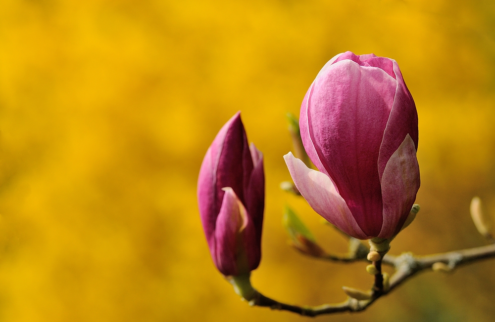 Noch eine Magnolie habe ich zum Schluß, sie sind eine Pflanzengattung...