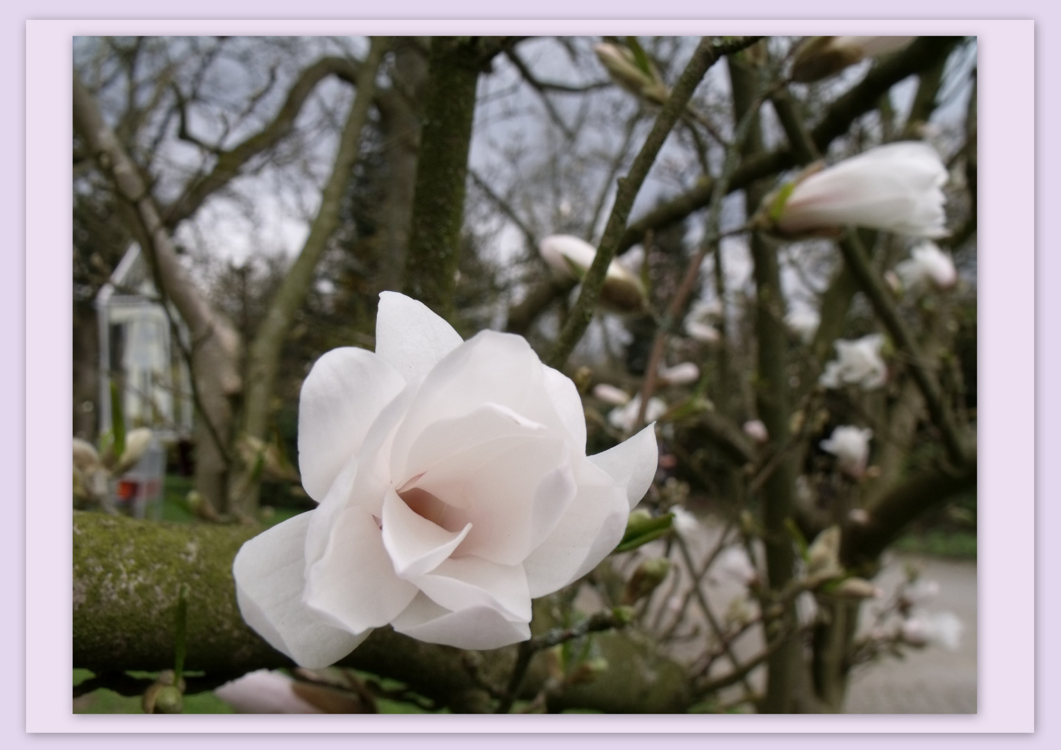 Noch eine Magnolien Blüte