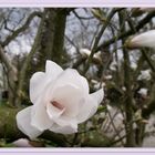 Noch eine Magnolien Blüte