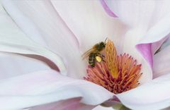 Noch eine Magnolienblüte