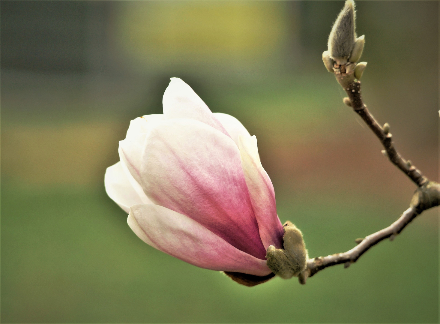noch eine Magnolienblüte 