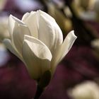 Noch eine Magnolienblüte