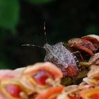 Noch eine Marmorierte Baumwanze (Halyomorpha halys)