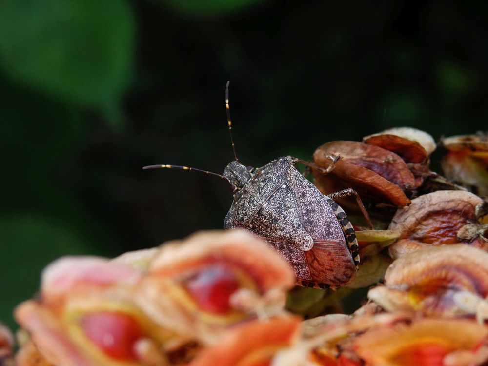 Noch eine Marmorierte Baumwanze (Halyomorpha halys)