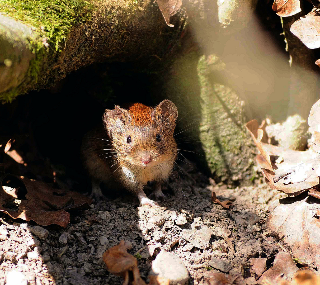 noch eine Maus