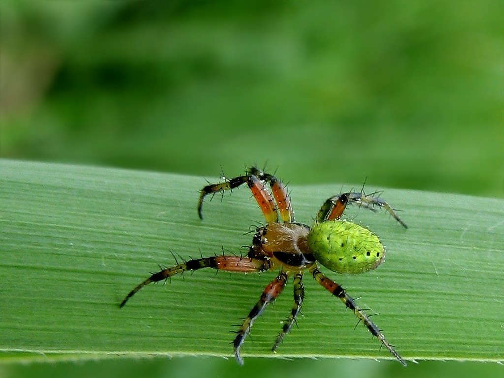 Noch eine mir unbekannte Spinne