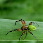 Noch eine mir unbekannte Spinne