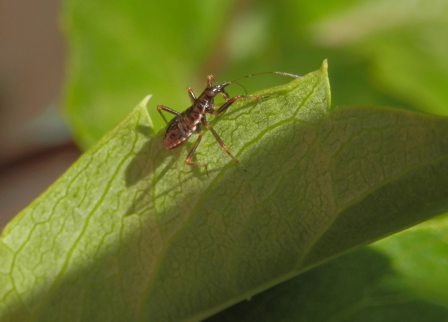 Noch eine mittlere Larve der Baumsichelwanze (Himacerus apterus)