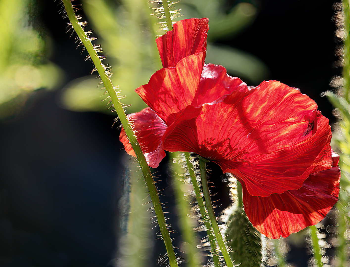 Noch eine Mohnblüte