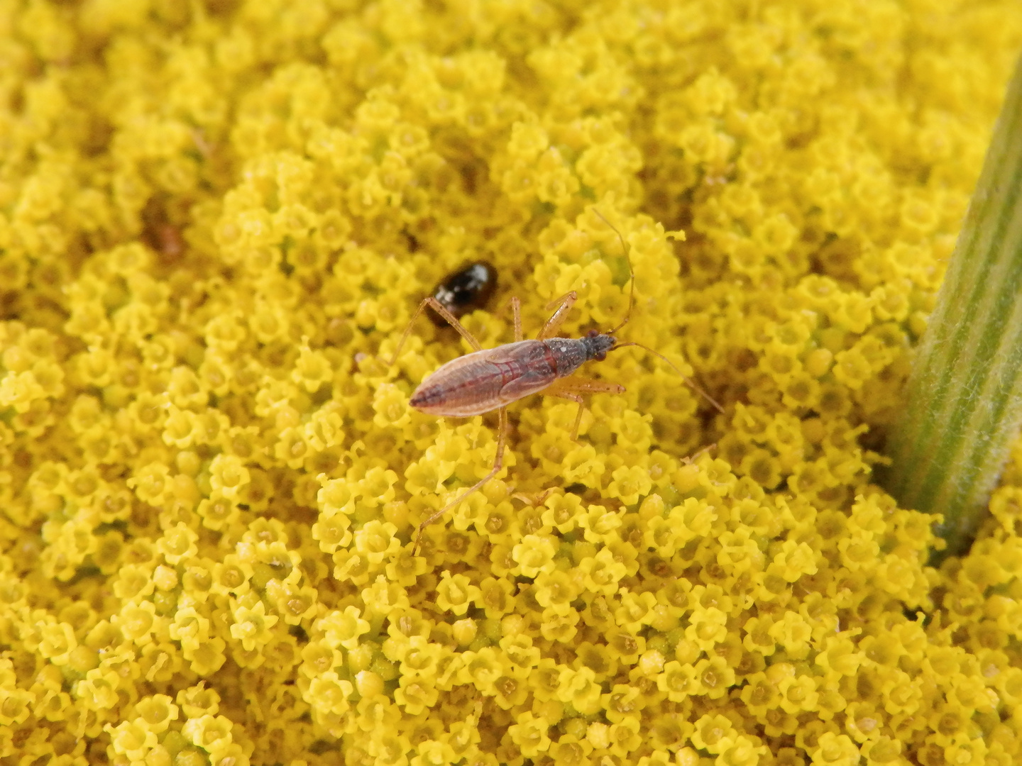 Noch eine Nabis rugosus-Nymphe in unserem Garten