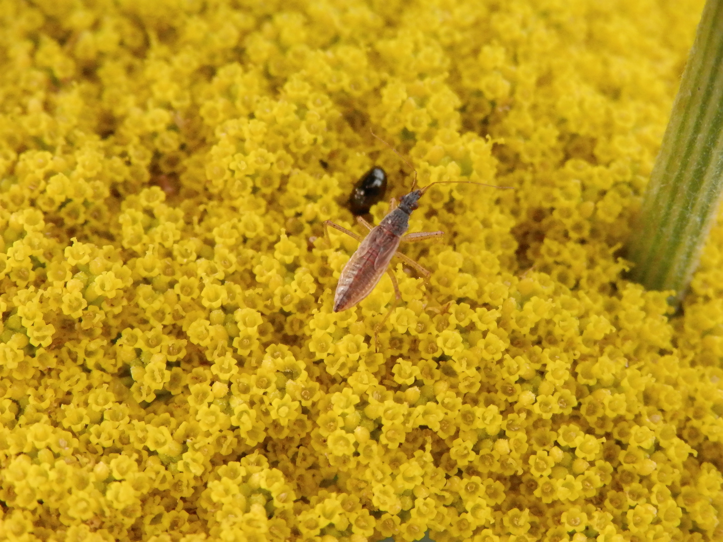 Noch eine Nabis rugosus-Nymphe in unserem Garten