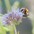 Noch eine naschende Hummel