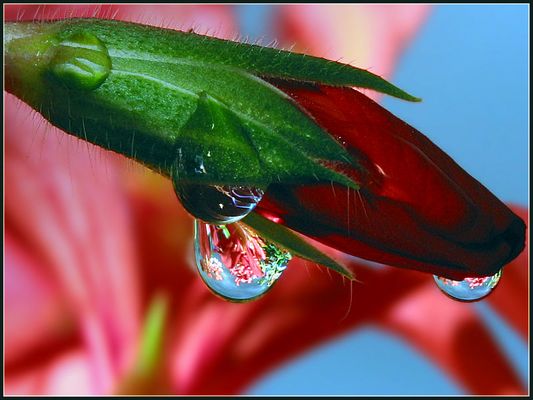 ...noch eine Naturlinse