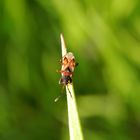 Noch eine neue Laufwanze im Garten - Scolopostethus decoratus