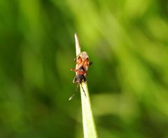 Noch eine neue Laufwanze im Garten - Scolopostethus decoratus