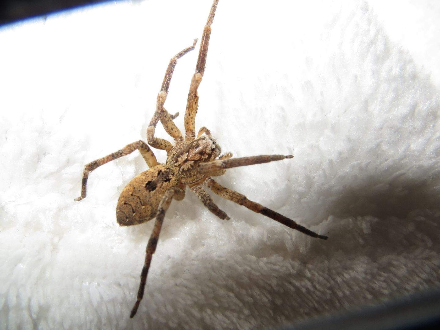 Noch eine Nosferatu-Spinne. Schauen Sie sich vergrößert die wunderbare Zeichnung an!