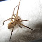 Noch eine Nosferatu-Spinne. Schauen Sie sich vergrößert die wunderbare Zeichnung an!