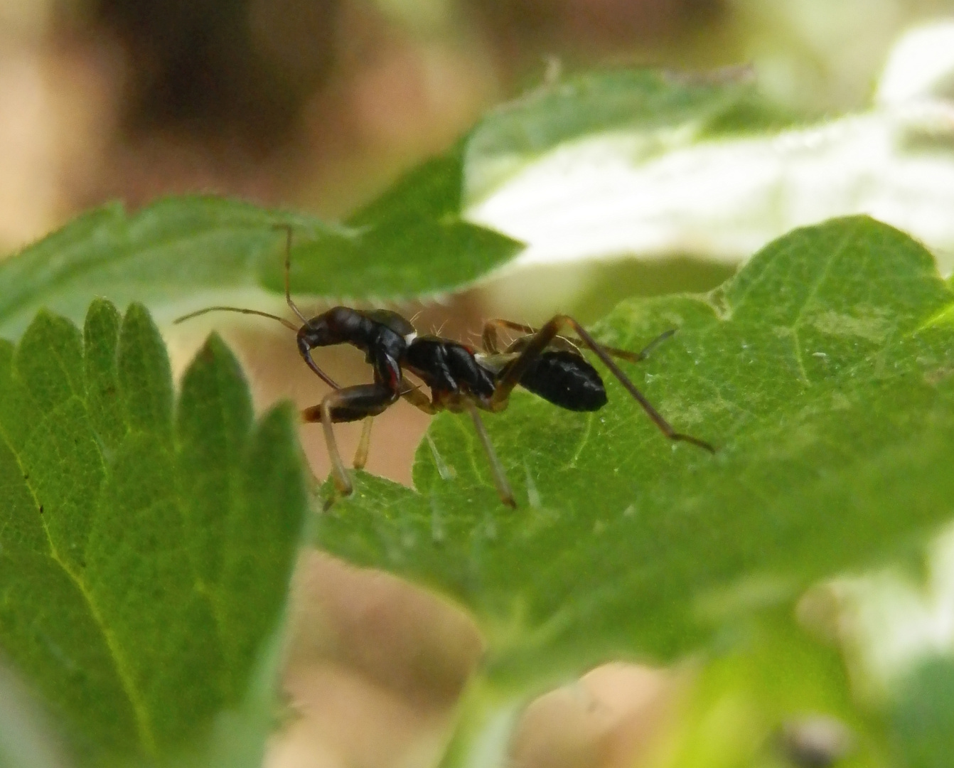 Noch eine Nymphe der Ameisen-Sichelwanze aus Dortmund-Brackel