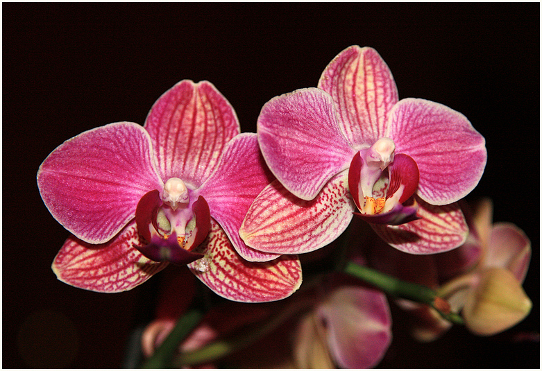 noch eine Orchidee