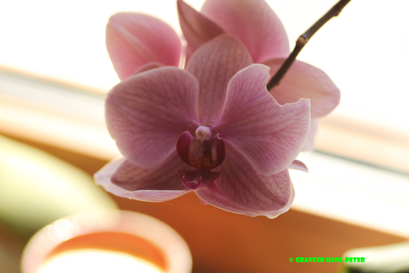 Noch eine Orchidee