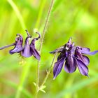 Noch eine Orchidee ... Korrektur - Akelei!