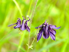 Noch eine Orchidee ... Korrektur - Akelei!