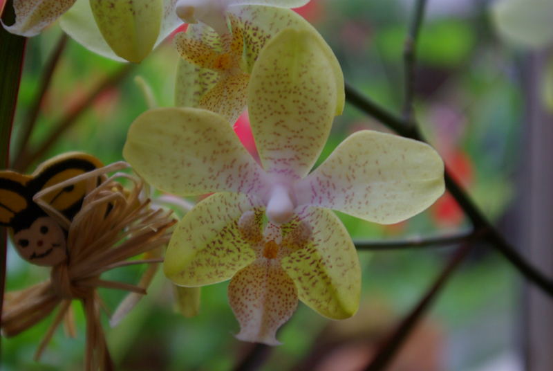 Noch eine Orchidee meiner Mutter