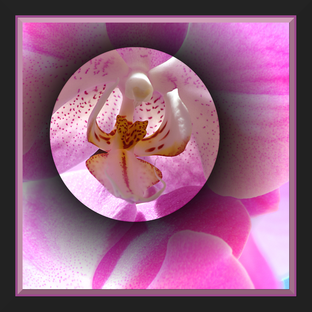 ...noch eine Orchidee ...... (reloaded)