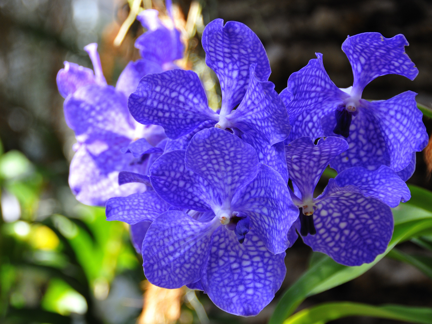 Noch eine Orchidee von der Mainau