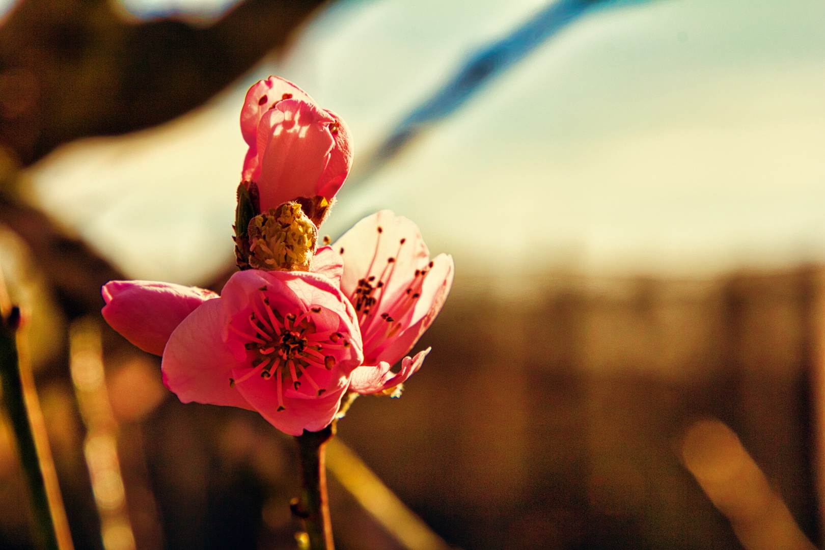 Noch eine Pfirsichblüte