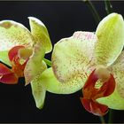noch eine Phalaenopsis Orchidee