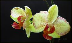noch eine Phalaenopsis Orchidee