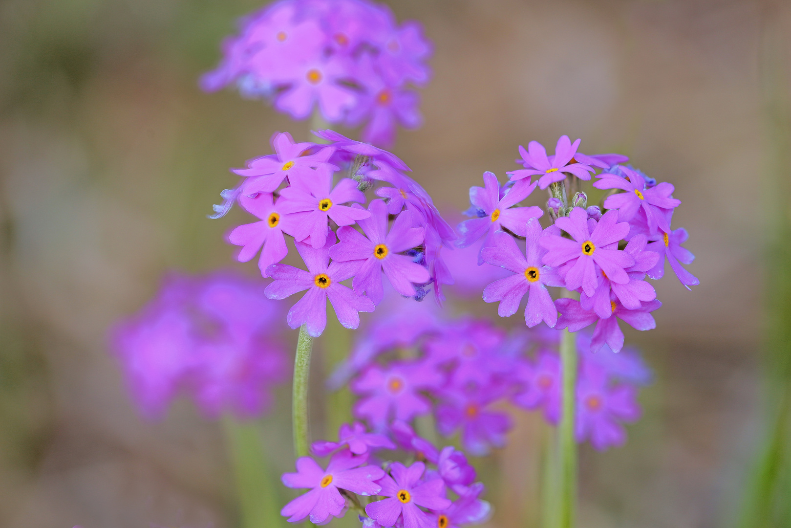 noch eine Primula oder Schlüsselblume: die Mehlprimel oder Mehlige Schlüsselblume