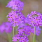 noch eine Primula oder Schlüsselblume: die Mehlprimel oder Mehlige Schlüsselblume