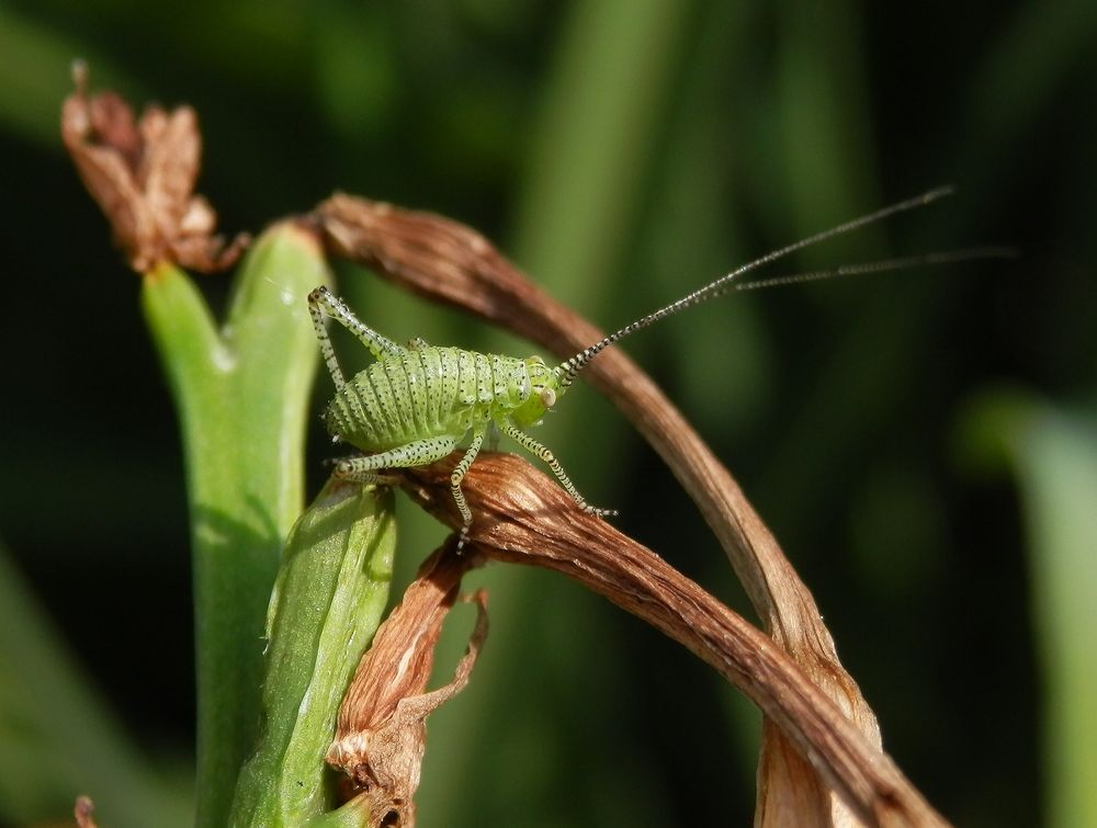 Noch eine Punktierte Zartschrecke (Leptophyes punctatissima) - Nymphe auf verblühter Taglilie