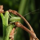 Noch eine Punktierte Zartschrecke (Leptophyes punctatissima) - Nymphe auf verblühter Taglilie