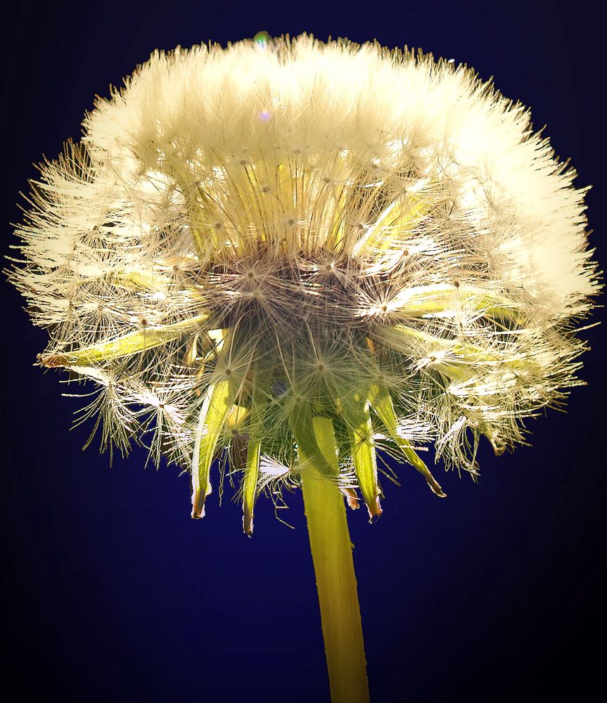 noch eine Pusteblume von Hankypank 