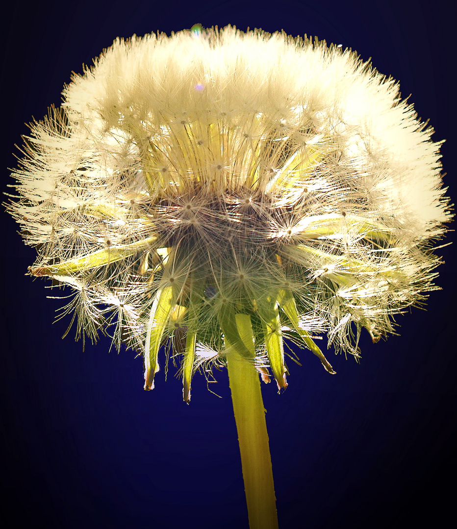 noch eine Pusteblume