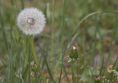 noch eine Pusteblume