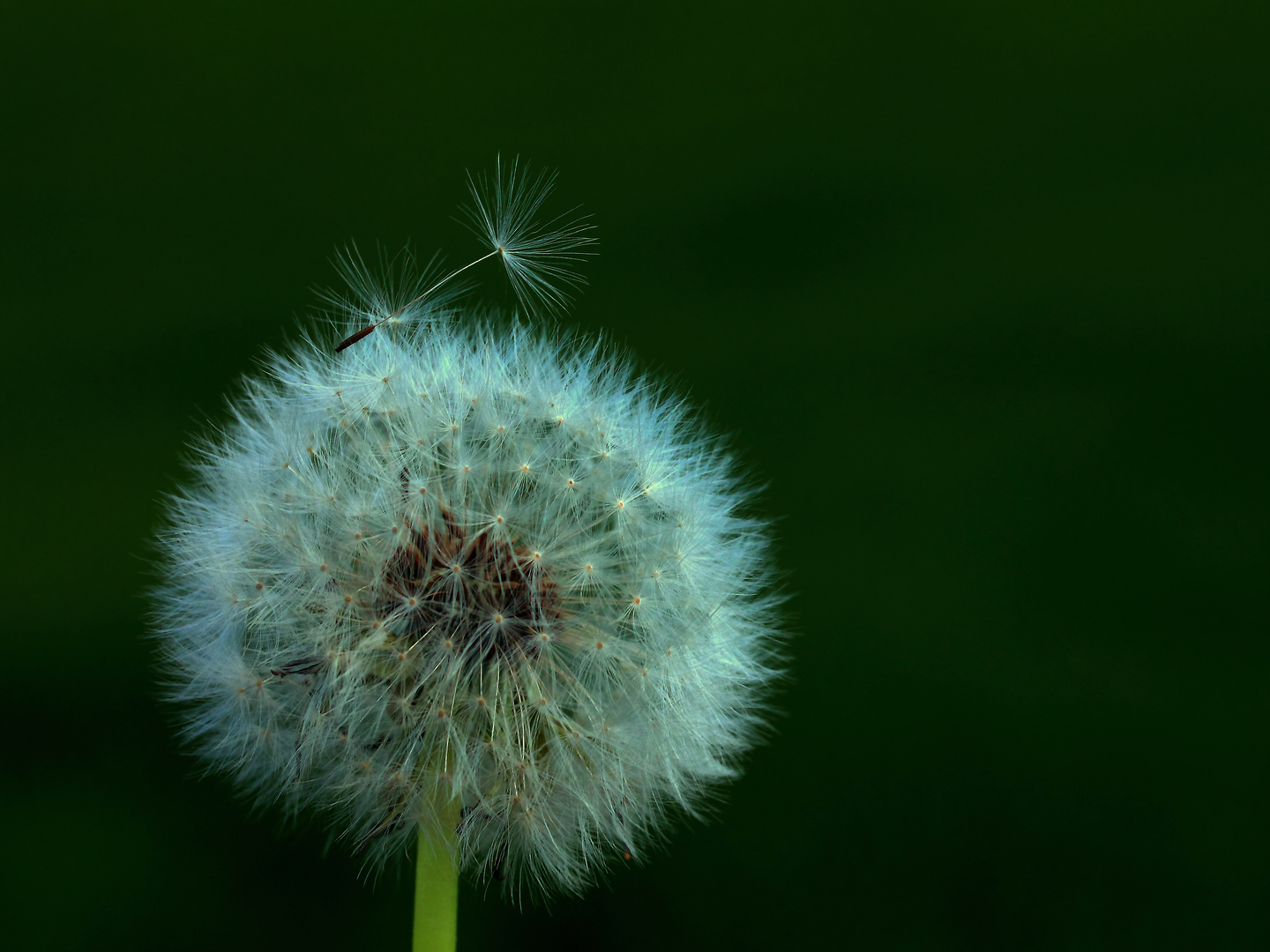 noch eine Pusteblume