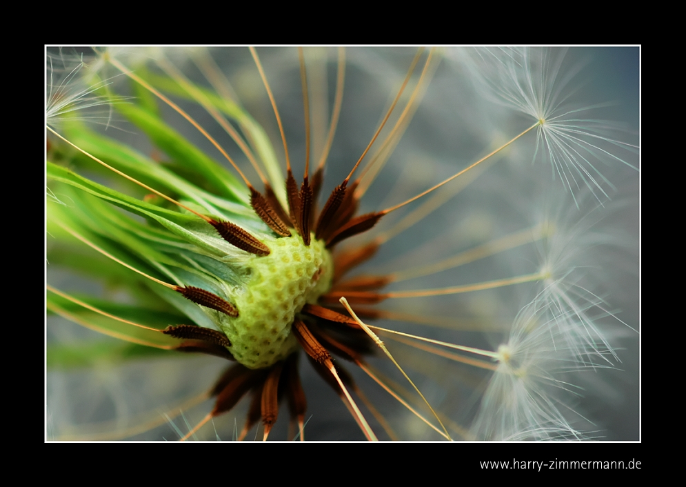 noch eine Pusteblume