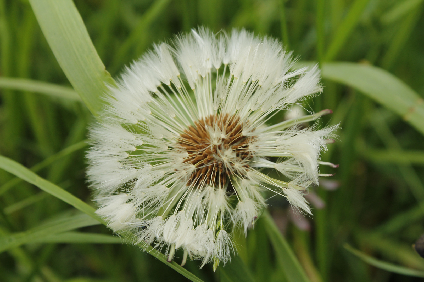 noch eine Pusteblume